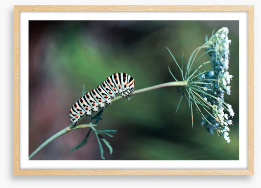 Insects