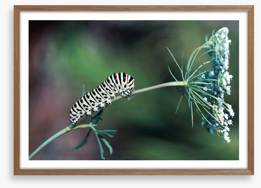 Insects