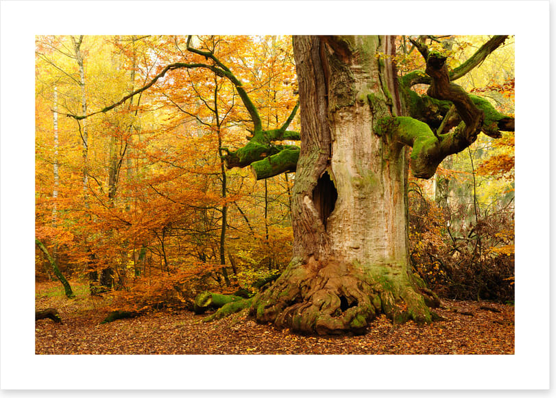 Where the fairies live