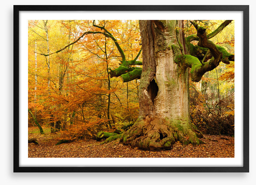 Where the fairies live