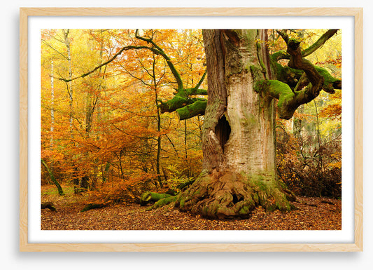 Where the fairies live