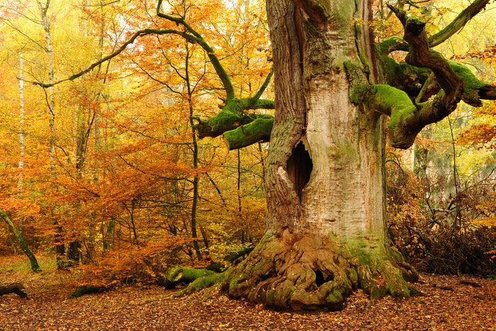 Where the fairies live