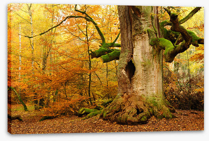 Where the fairies live