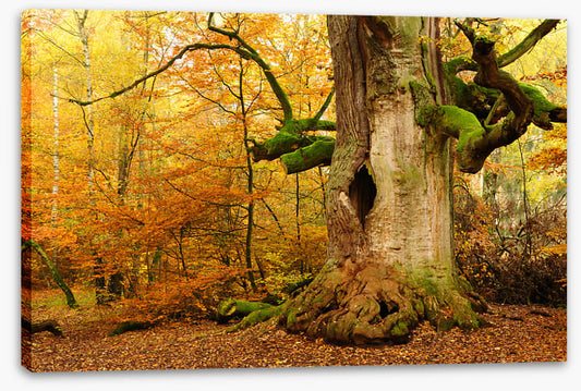 Where the fairies live