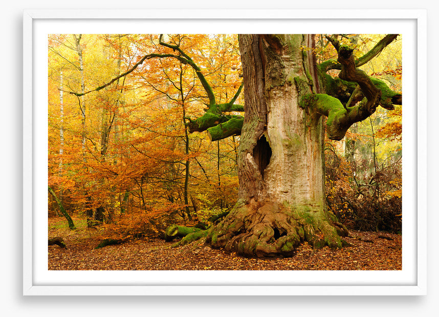 Where the fairies live