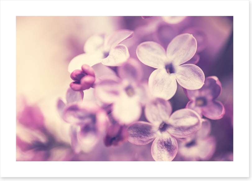 Wistful lilac