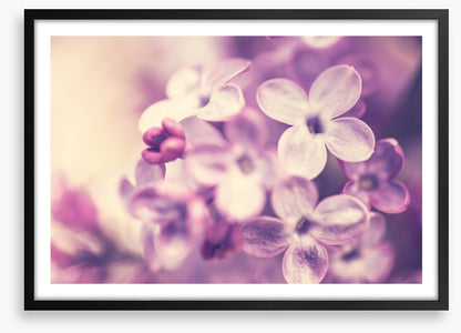Wistful lilac