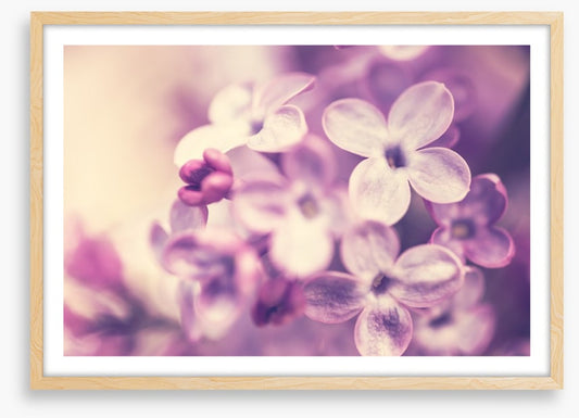 Wistful lilac
