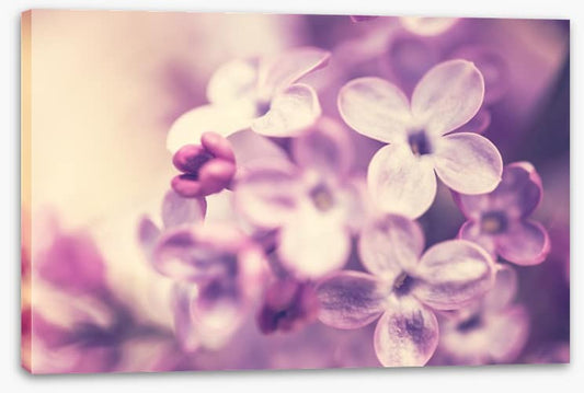 Wistful lilac