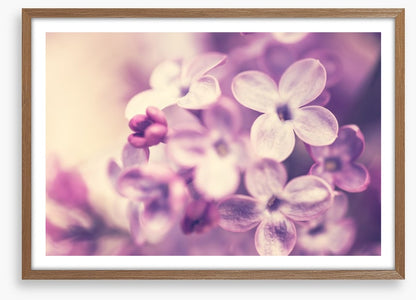 Wistful lilac