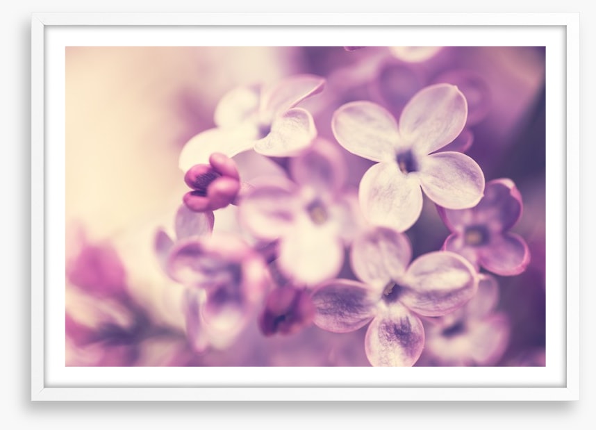 Wistful lilac