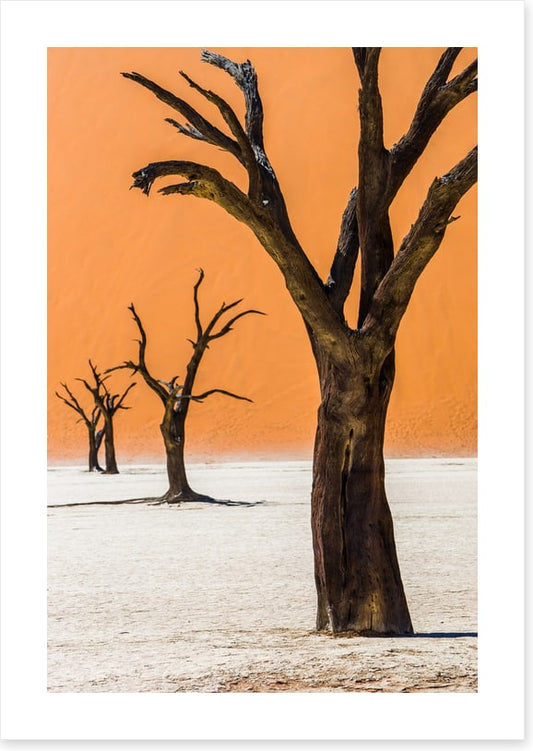 Four camelthorns