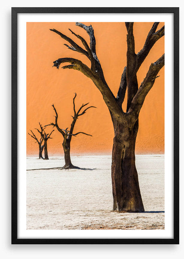 Four camelthorns