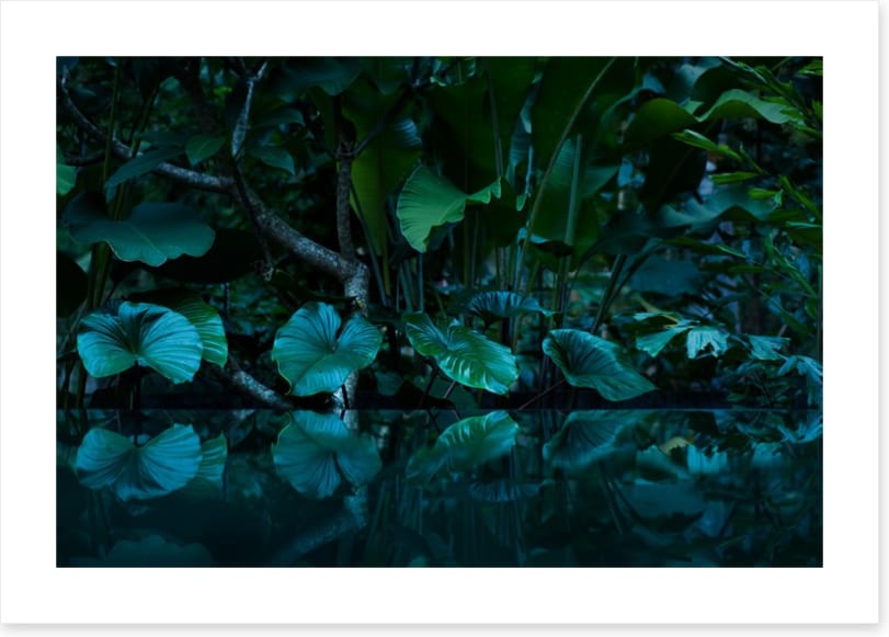 Rainforest reflections
