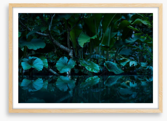 Rainforest reflections
