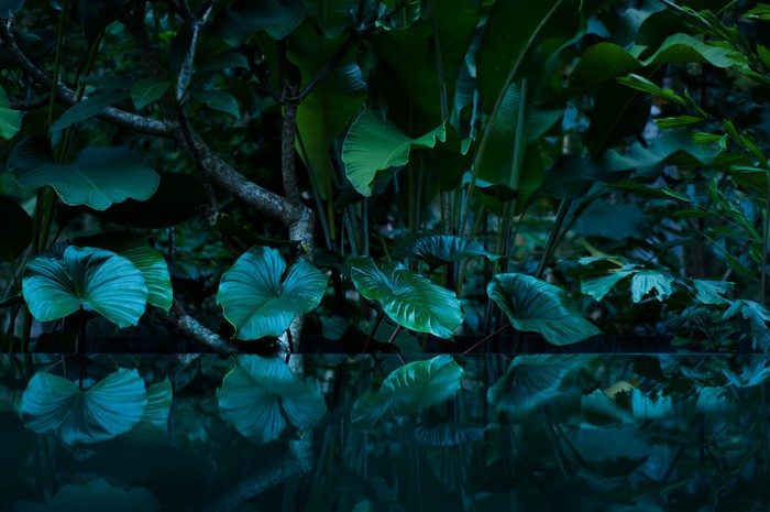 Rainforest reflections