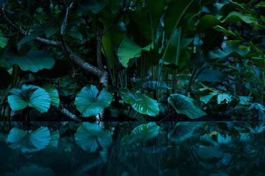 Rainforest reflections