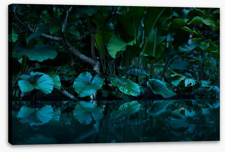 Rainforest reflections