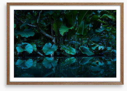 Rainforest reflections
