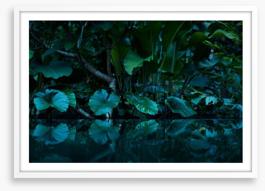Rainforest reflections