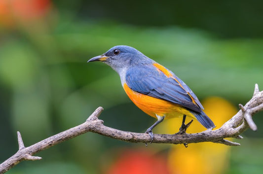 Birds