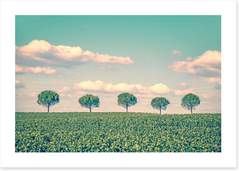 Five trees