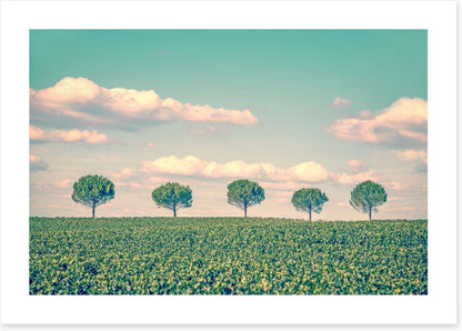 Five trees