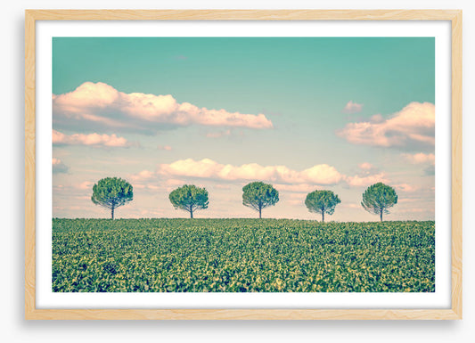 Five trees