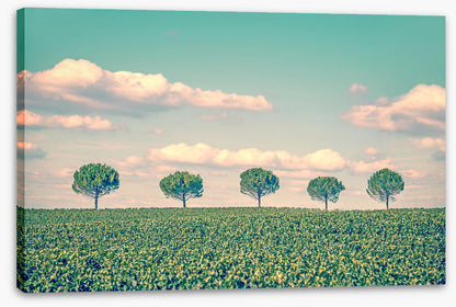 Five trees