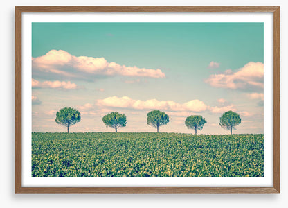 Five trees