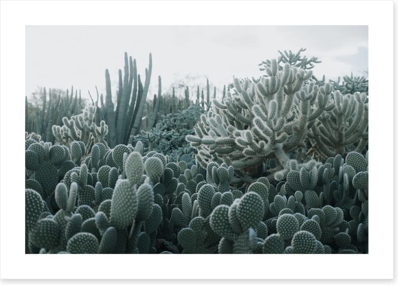 Cacti in the clouds