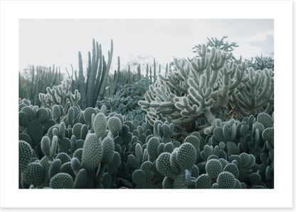 Cacti in the clouds