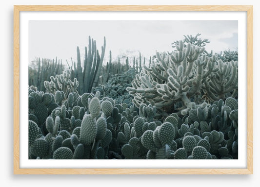 Cacti in the clouds