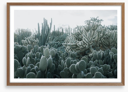 Cacti in the clouds