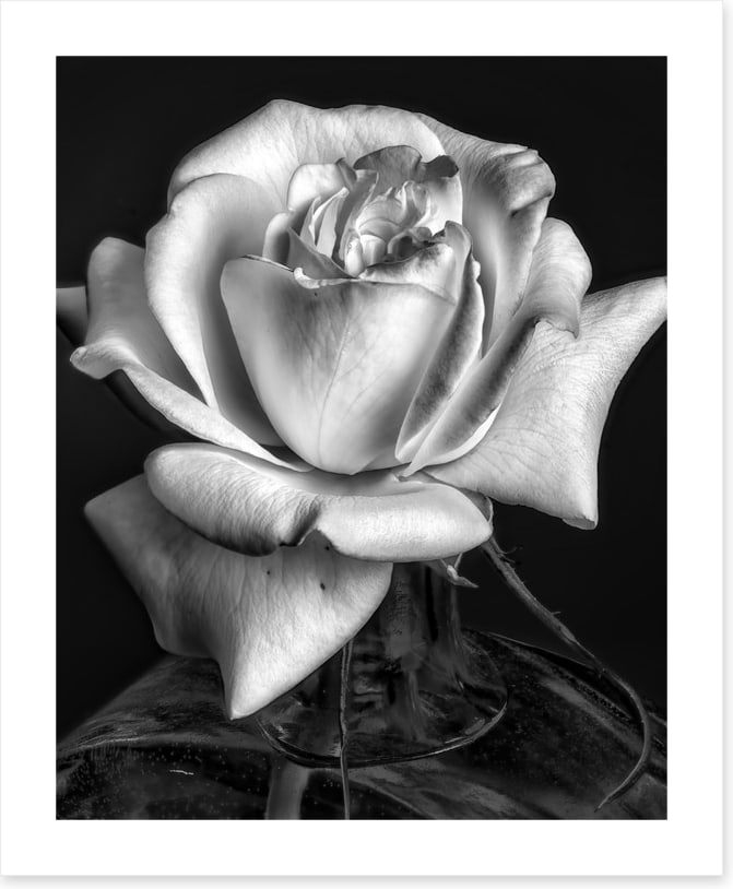 The white rose
