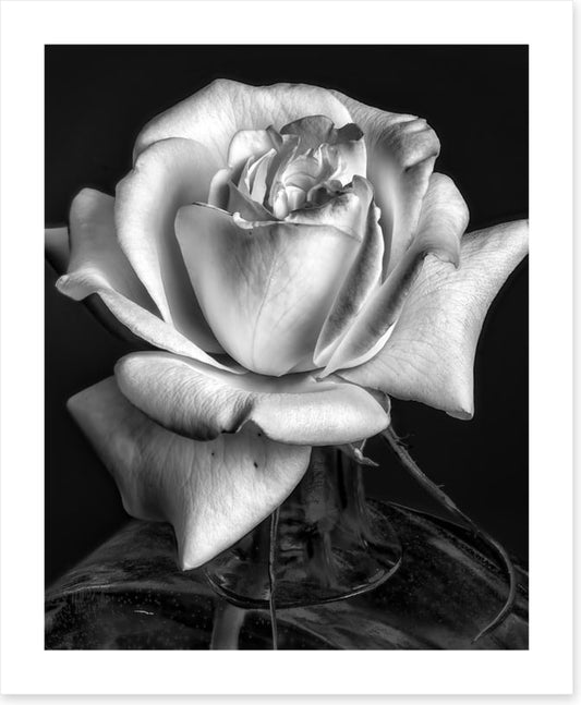 The white rose
