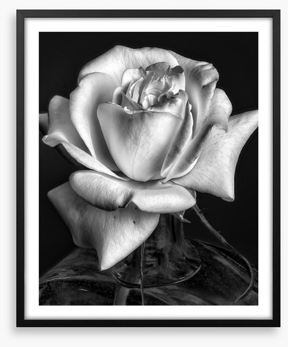 The white rose
