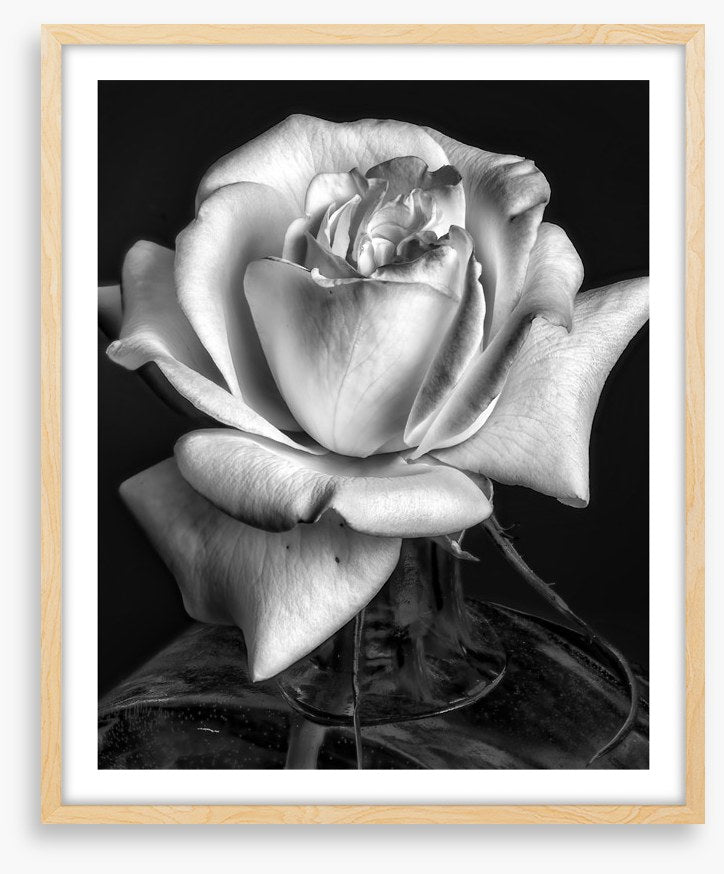 The white rose