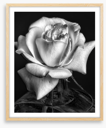 The white rose
