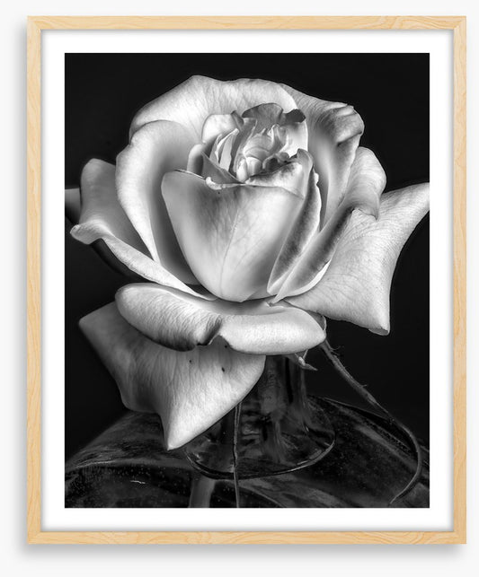 The white rose