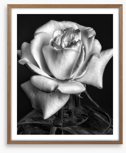 The white rose