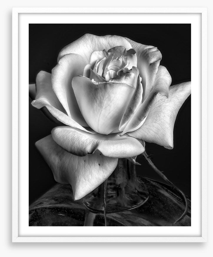 The white rose