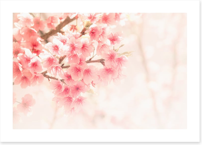 Soft sakura