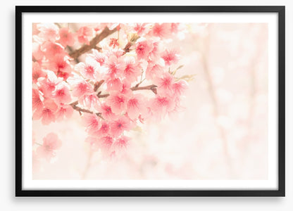 Soft sakura