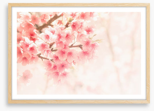 Soft sakura