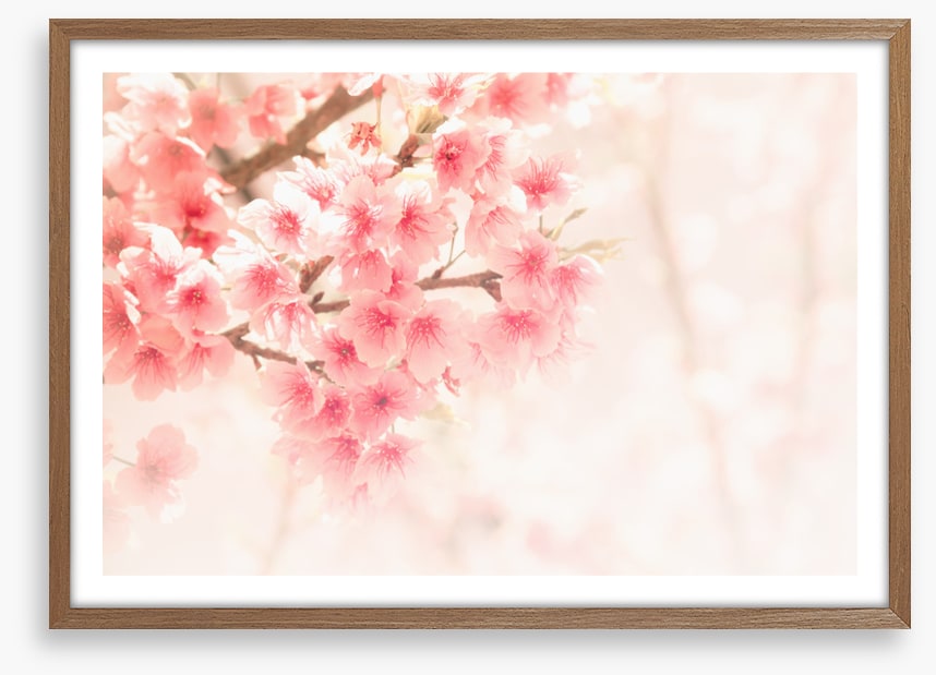 Soft sakura