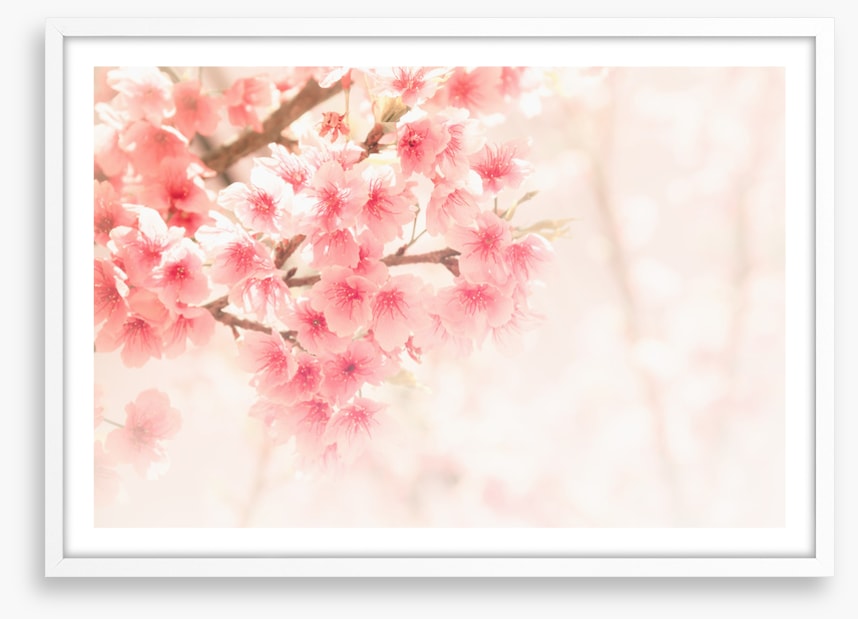 Soft sakura