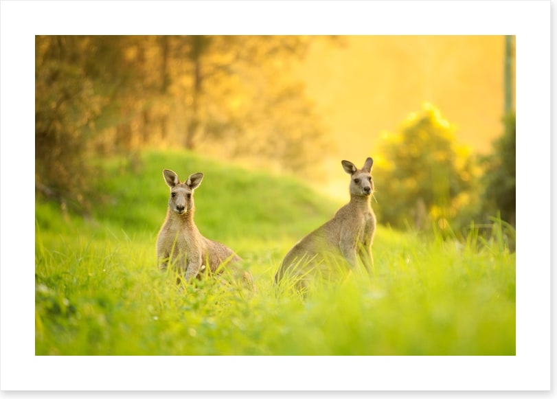 Sundown roos
