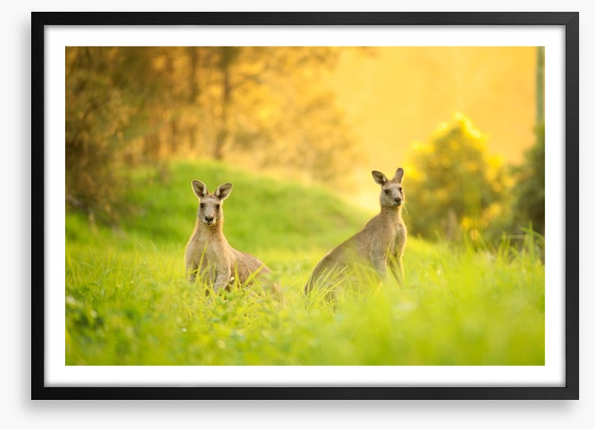 Sundown roos