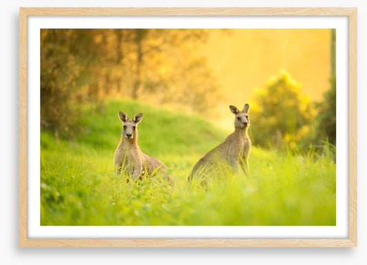 Sundown roos